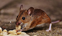 24 Hour & Emergency Exterminators in Callaway, VA
